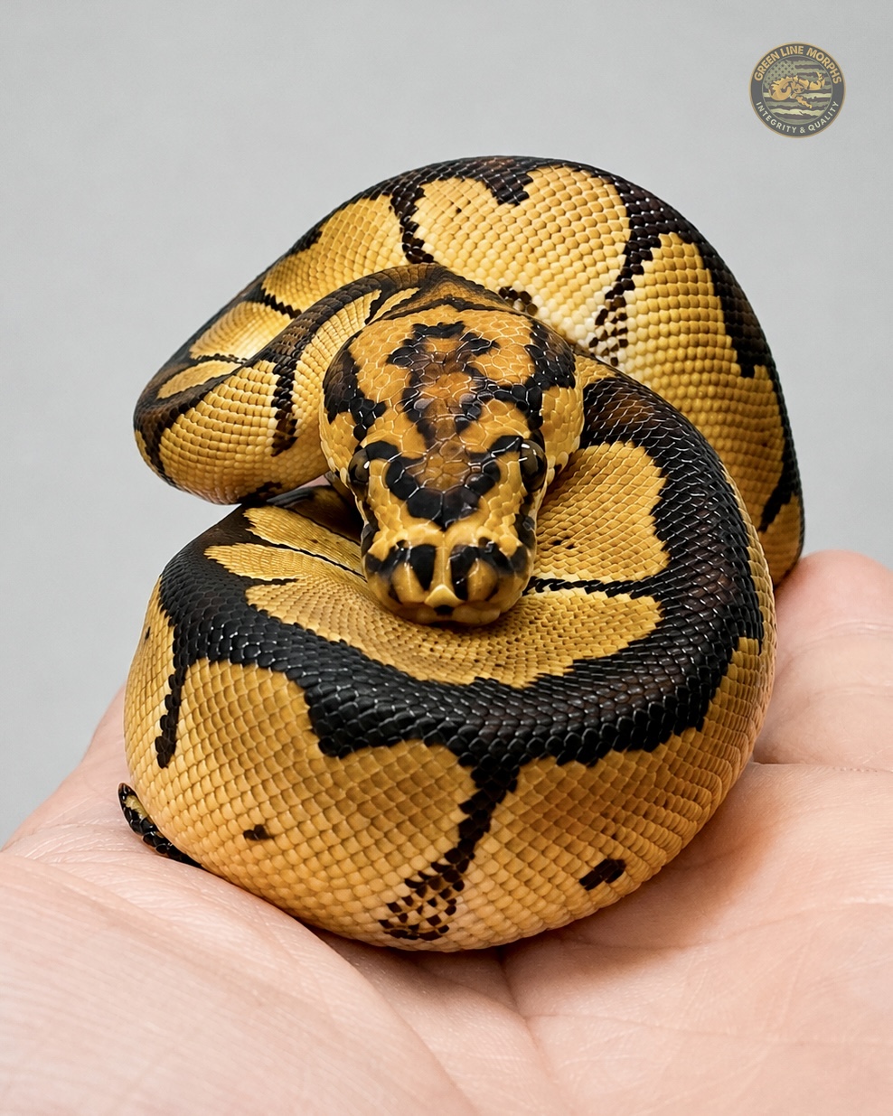 Bang Clown ball python produced by Green Line Morphs, coiled in a tight spiral on an open palm