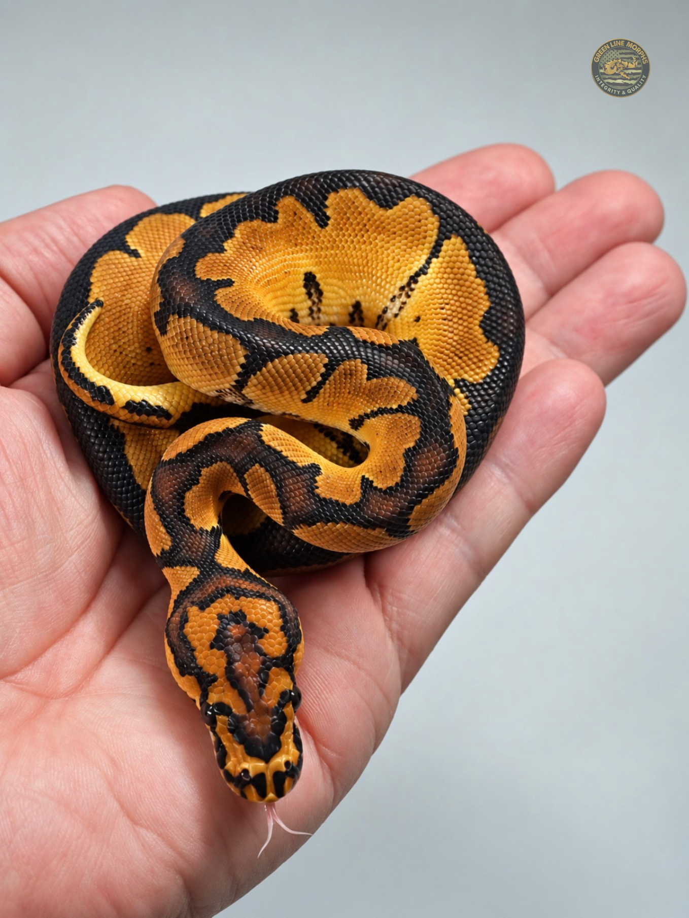 Bang Clown ball python produced by Green Line Morphs, coiled in an upturned palm with tongue out