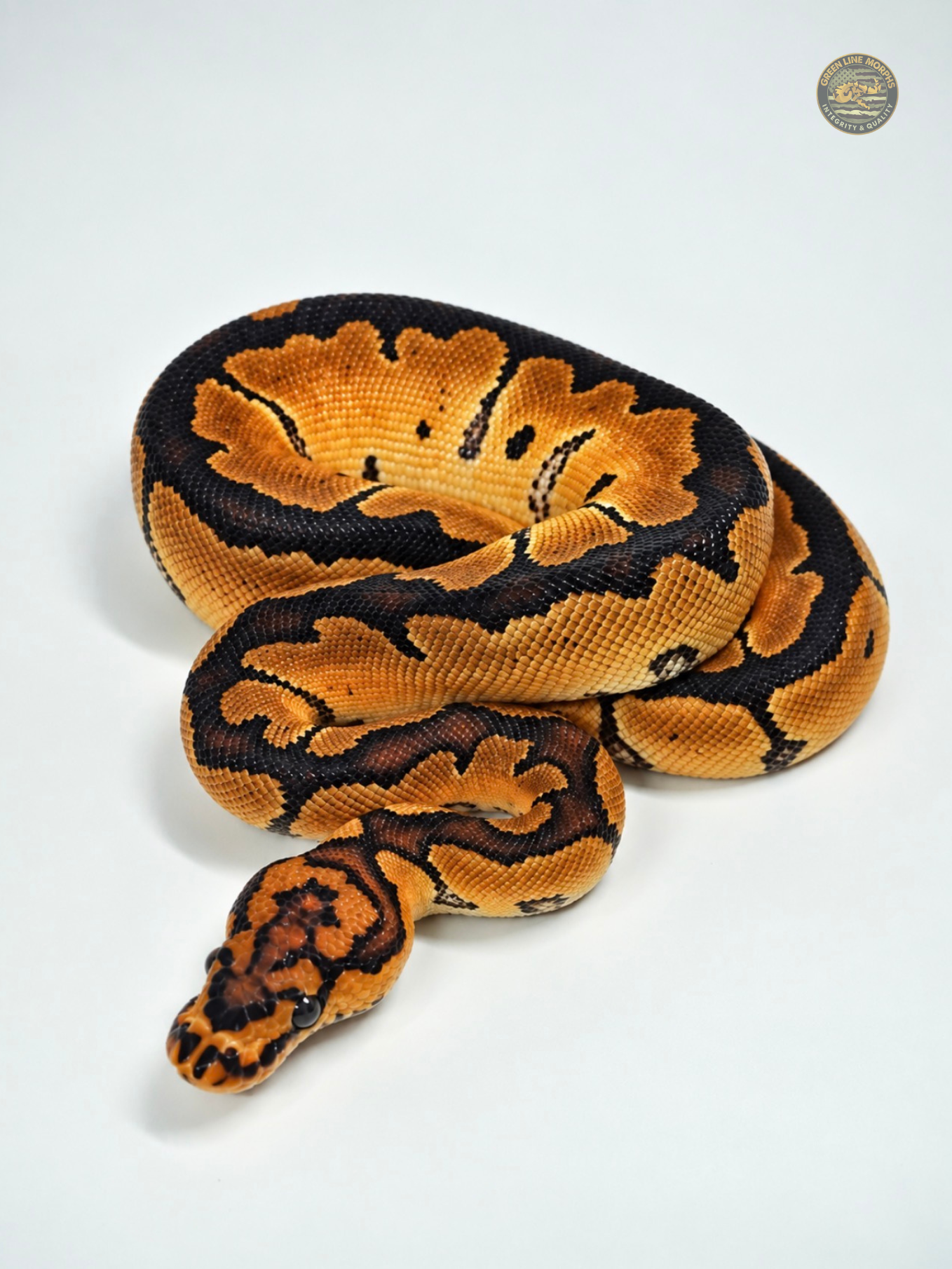 Bang Clown ball python produced by Green Line Morphs, coiled on the studio backdrop