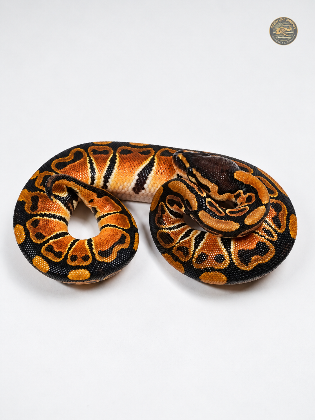 Bang Het Clown ball python produced by Green Line Morphs, coiled on a white backdrop
