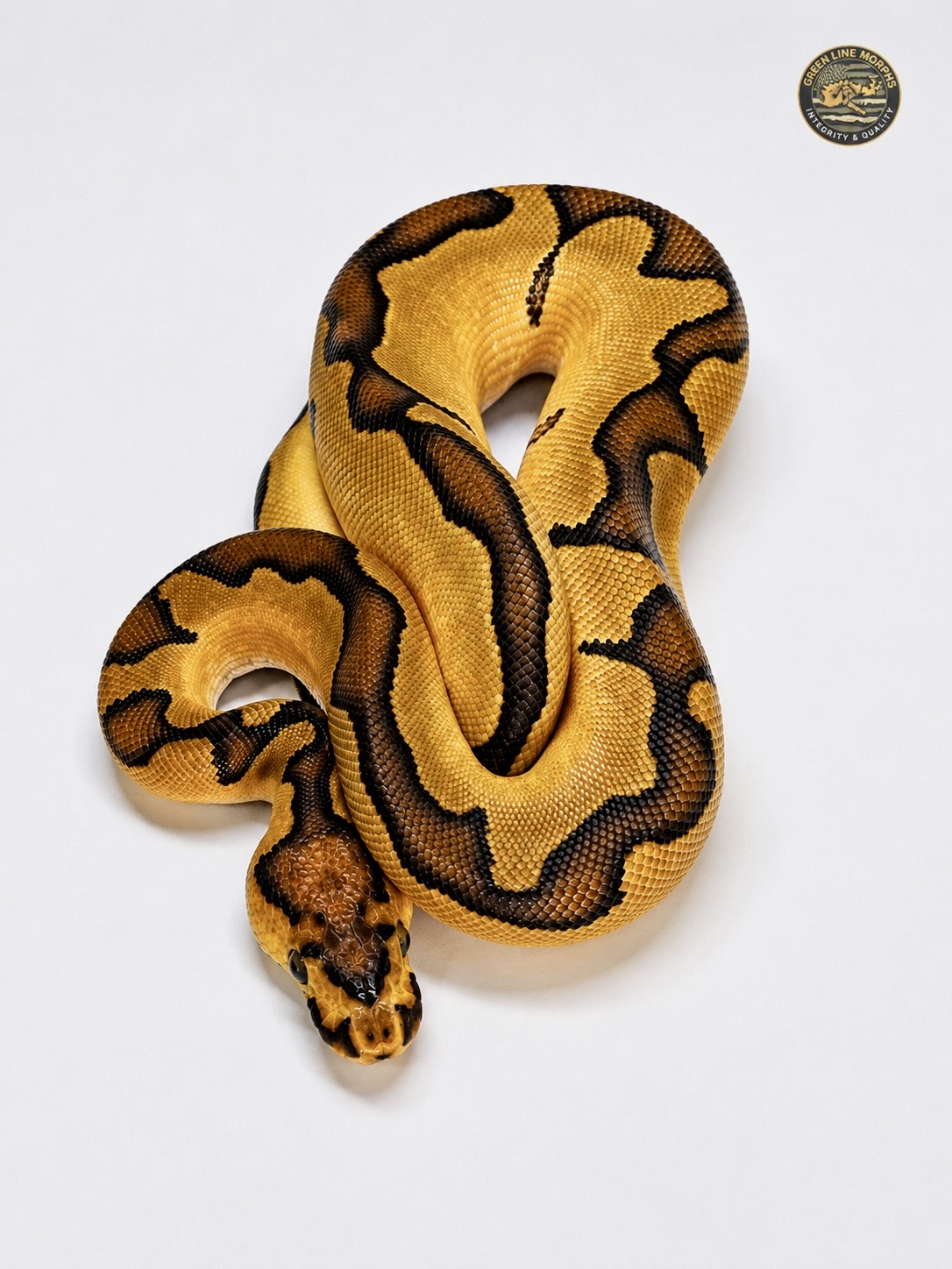 Enchi Bang Clown ball python produced by Green Line Morphs, coiled on a plain backdrop