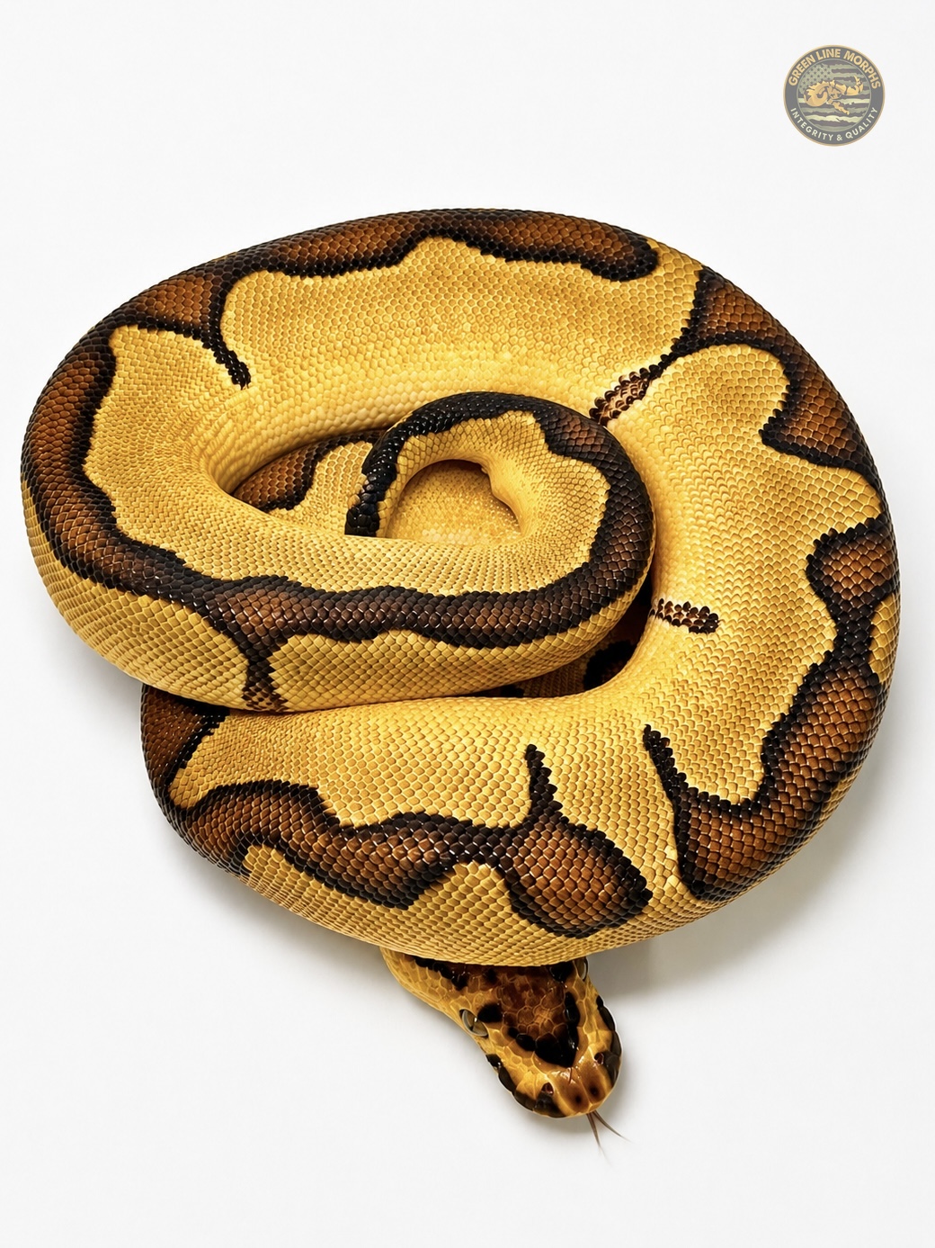 Enchi Bang Clown ball python produced by Green Line Morphs, coiled in rings with tongue flicked