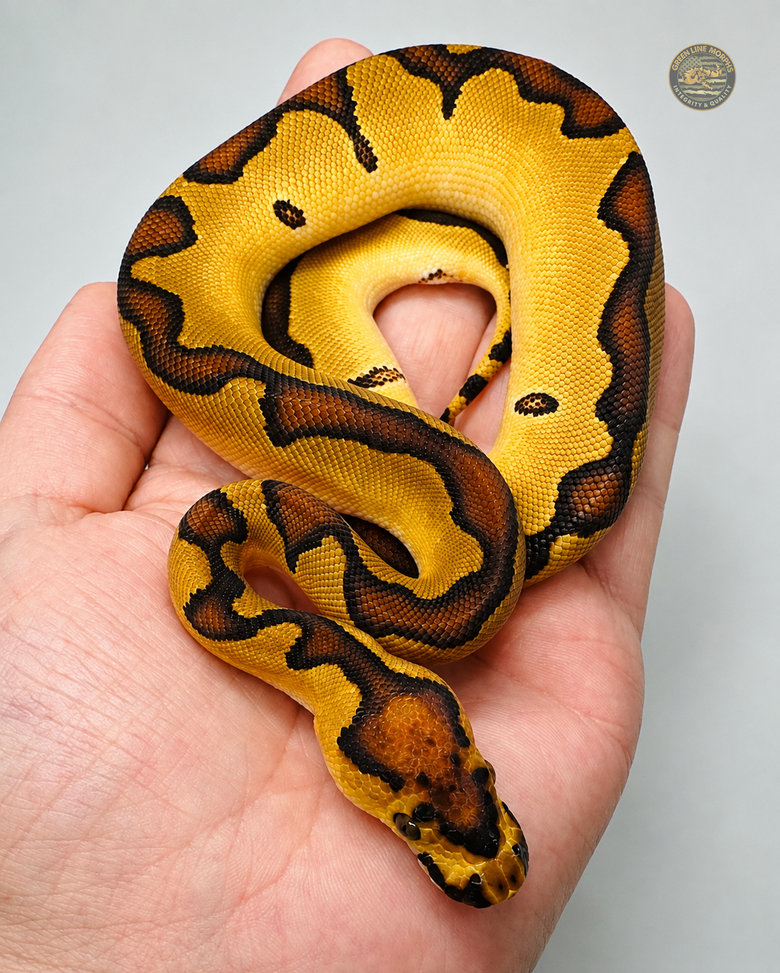 Enchi Bang Clown ball python produced by Green Line Morphs, stretched across an open hand