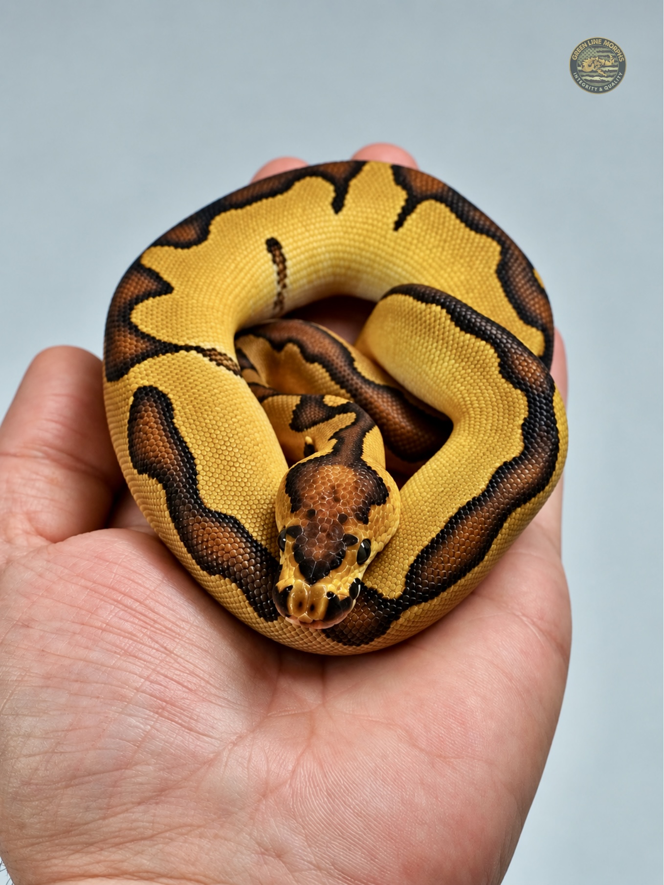 Enchi Bang Clown ball python produced by Green Line Morphs, coiled in a tight ring on an open hand