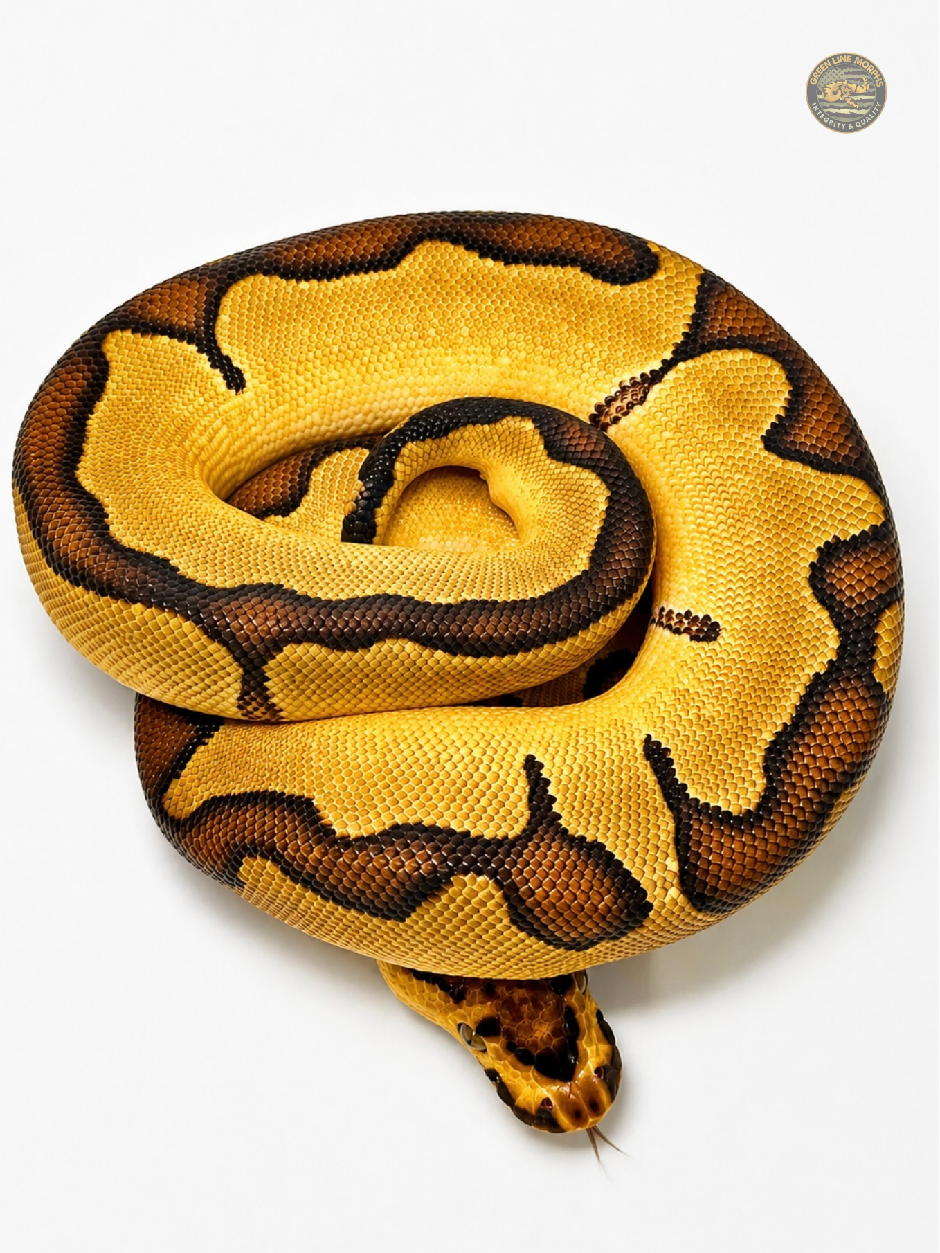 Enchi Bang Clown ball python produced by Green Line Morphs, coiled in concentric rings with tongue flicked
