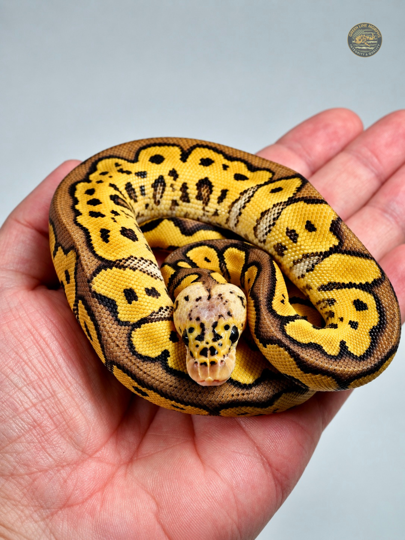 Pastel Bang Clown ball python produced by Green Line Morphs, curled up in an open hand facing the camera