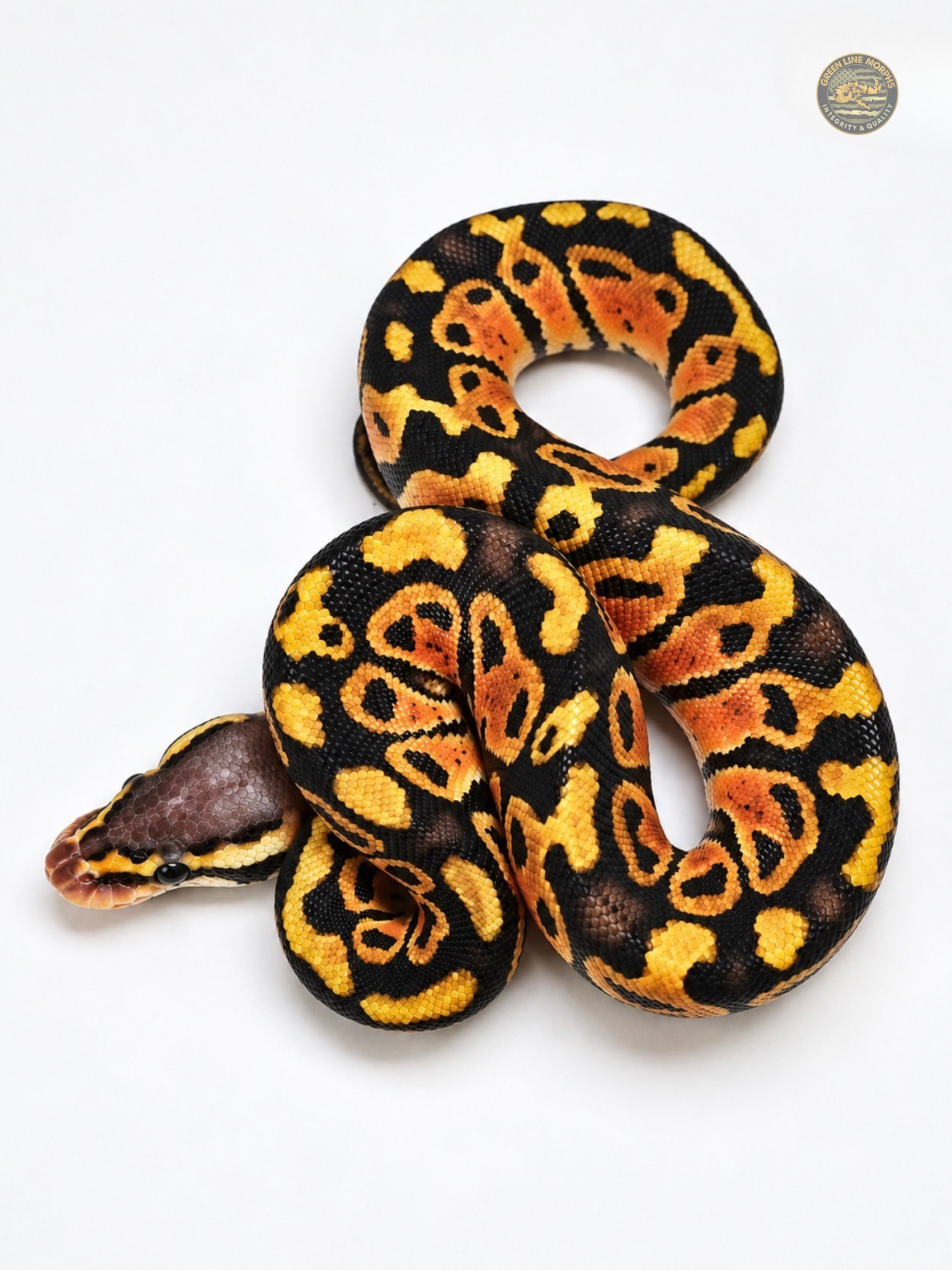 Pastel Bang Het Clown ball python produced by Green Line Morphs, coiled in a figure-eight