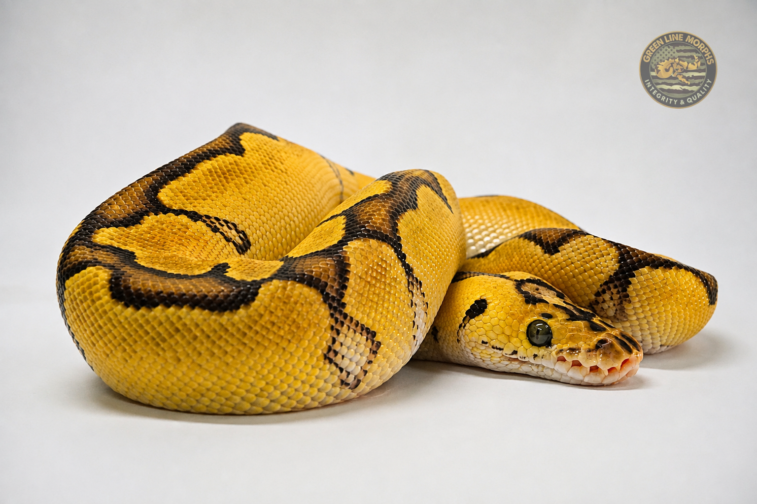 Pastel Enchi Bang Clown ball python produced by Green Line Morphs, resting on the studio backdrop