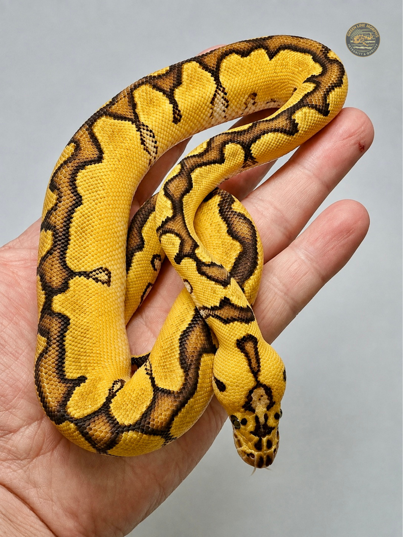 Pastel Enchi Bang Clown ball python produced by Green Line Morphs, draped across an open palm in a loose figure-eight, tongue flicked