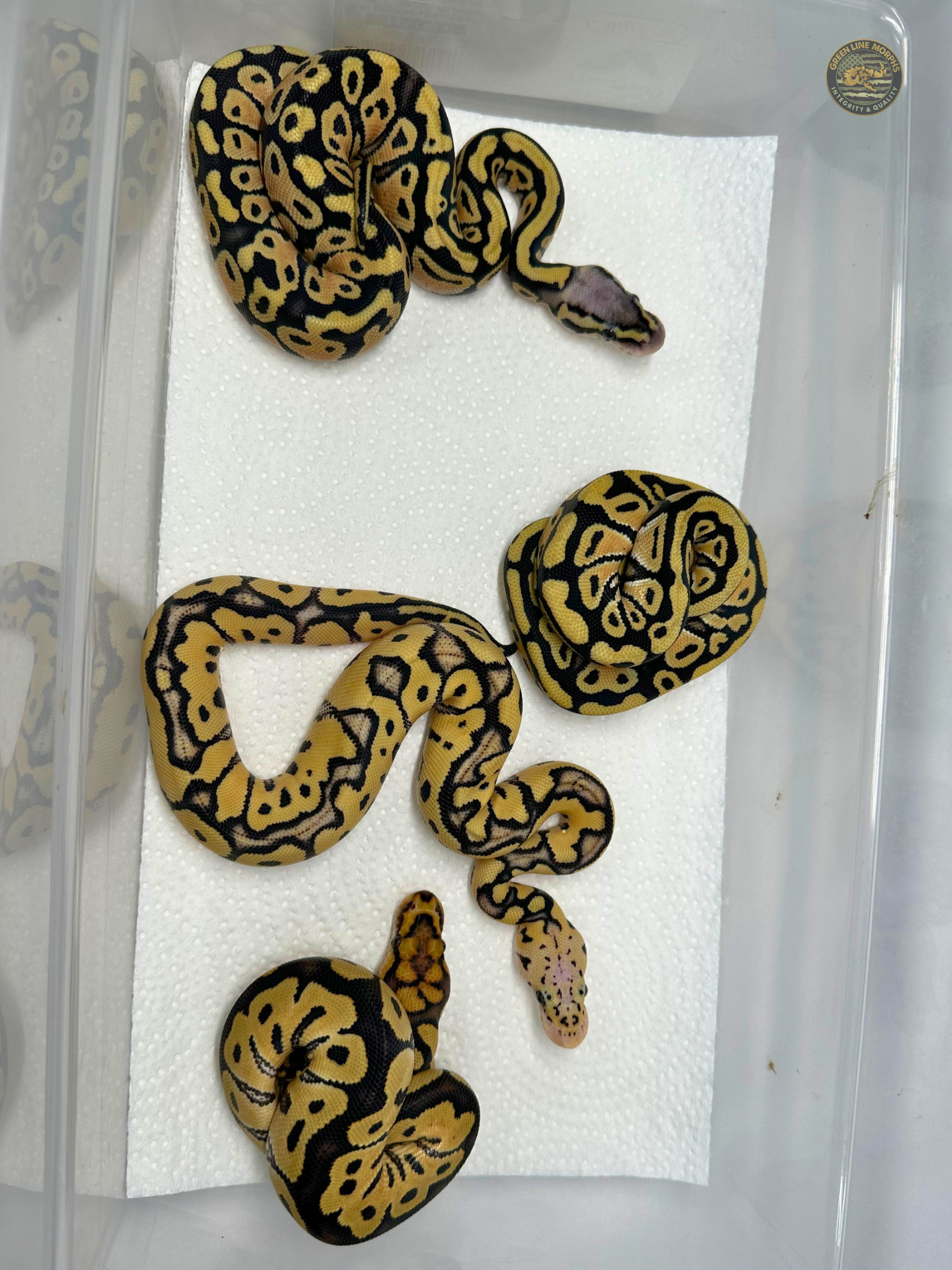 Clutch result: Pastel Desert Ghost Clown × Double Het DG/Clown — four vibrant hatchlings, some showing distinct patterns, on a white background.