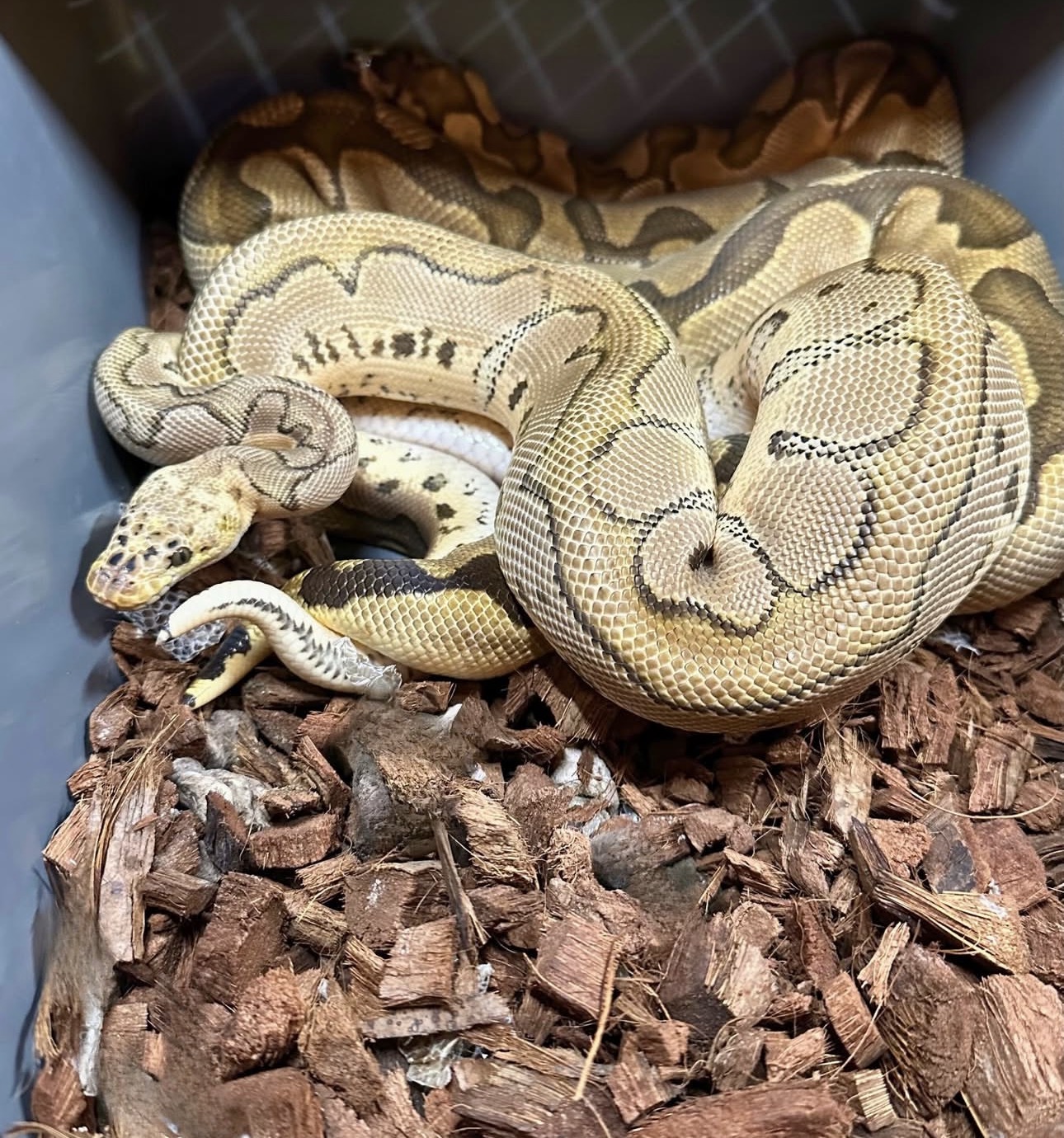 Pastel Bang Clown sire coiled with an Enchi Clown dam in a rack tub at Green Line Morphs