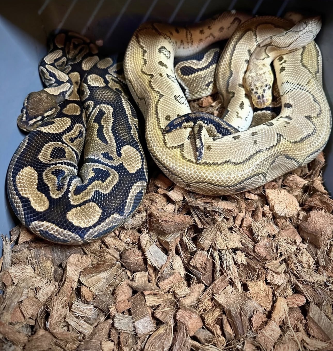Sire and dam: Pastel Bang Clown × Hurricane Het Clown