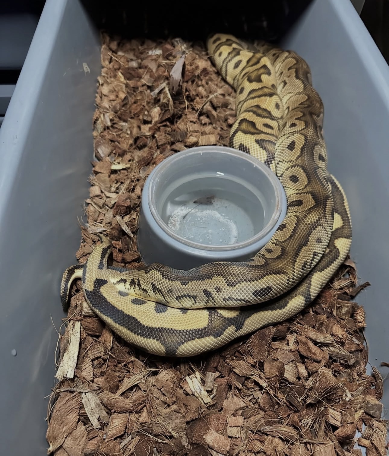 Sire and dam: Black Pastel Red Stripe Clown × Spotnose Yellow Belly Clown