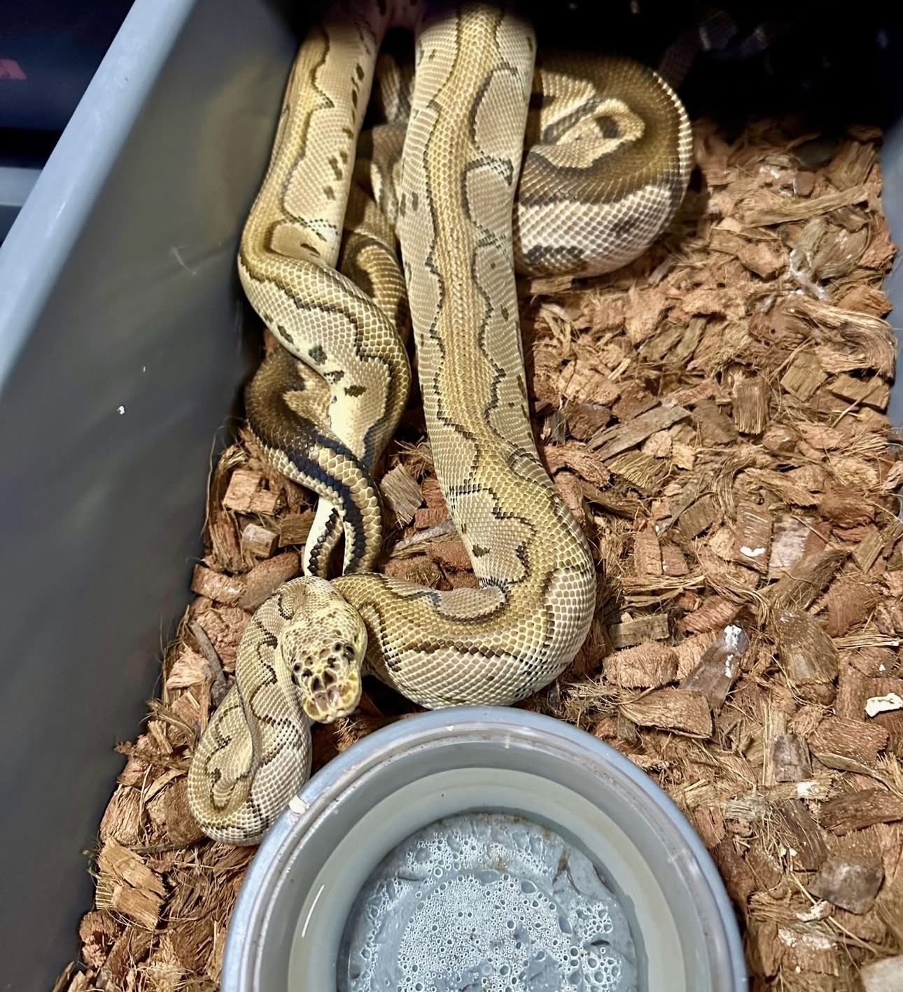 Sire and dam: Pastel Bang Clown × Fire YB Clown