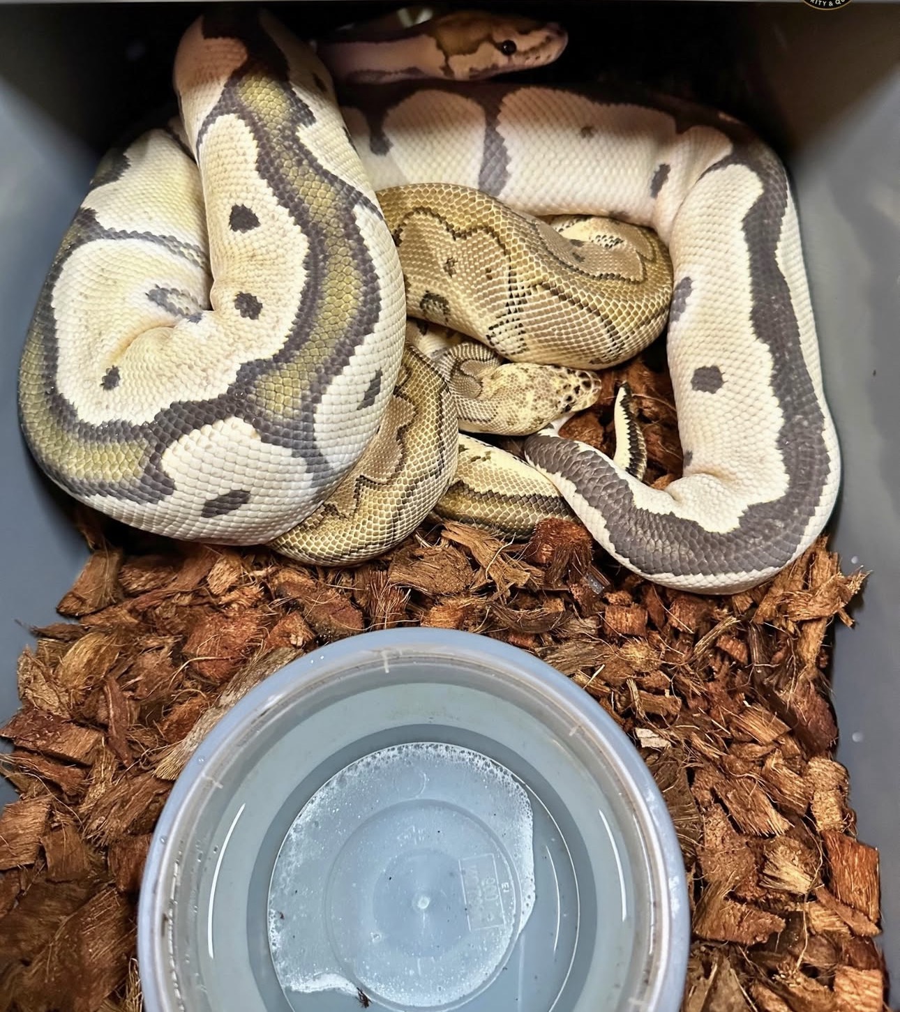 Sire and dam: Pastel Bang Clown × DG Clown