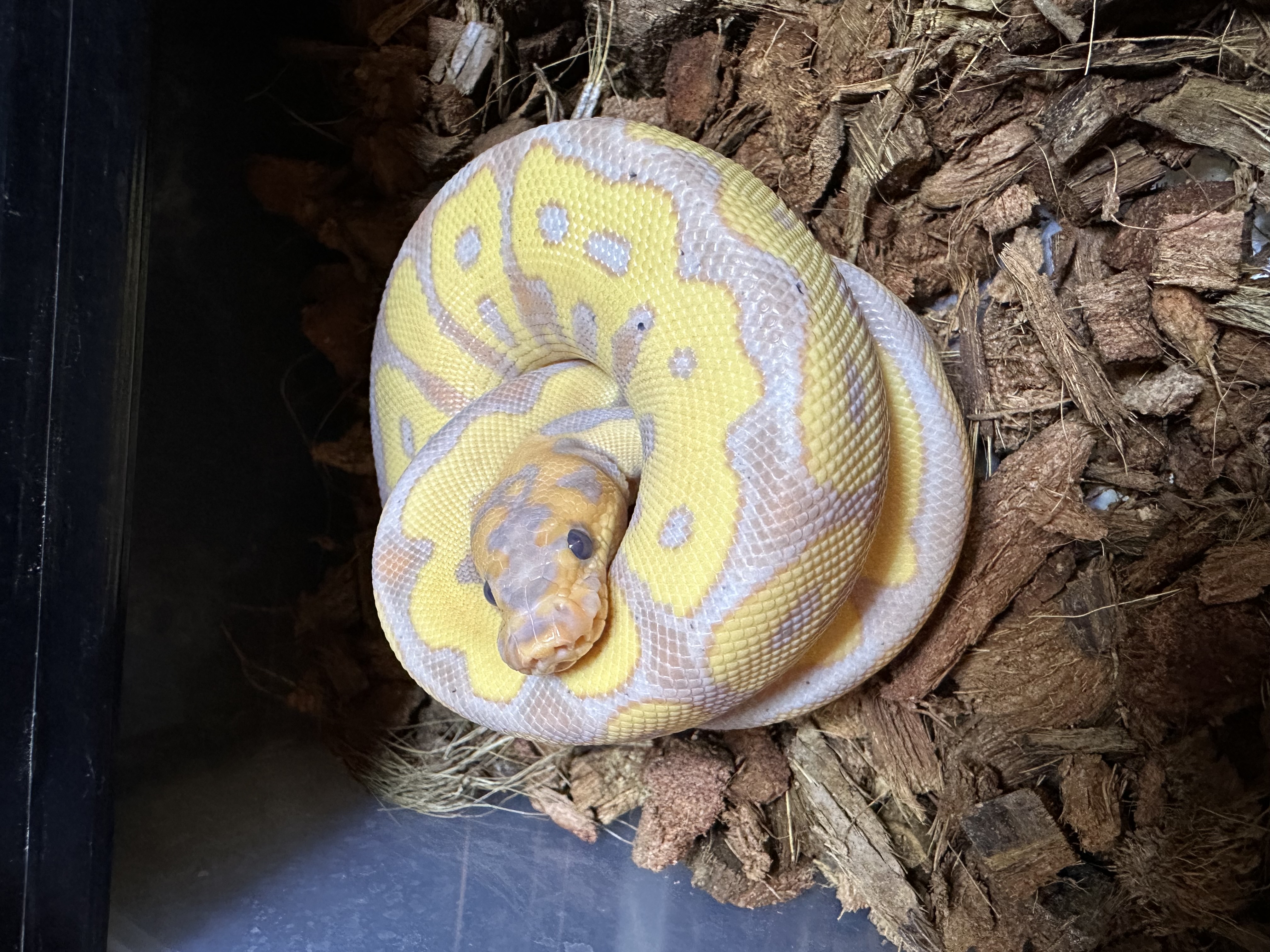 A Green Line Morphs ball python coiled in a resting position on wood-chip substrate inside a secure enclosure — photographed by Jay