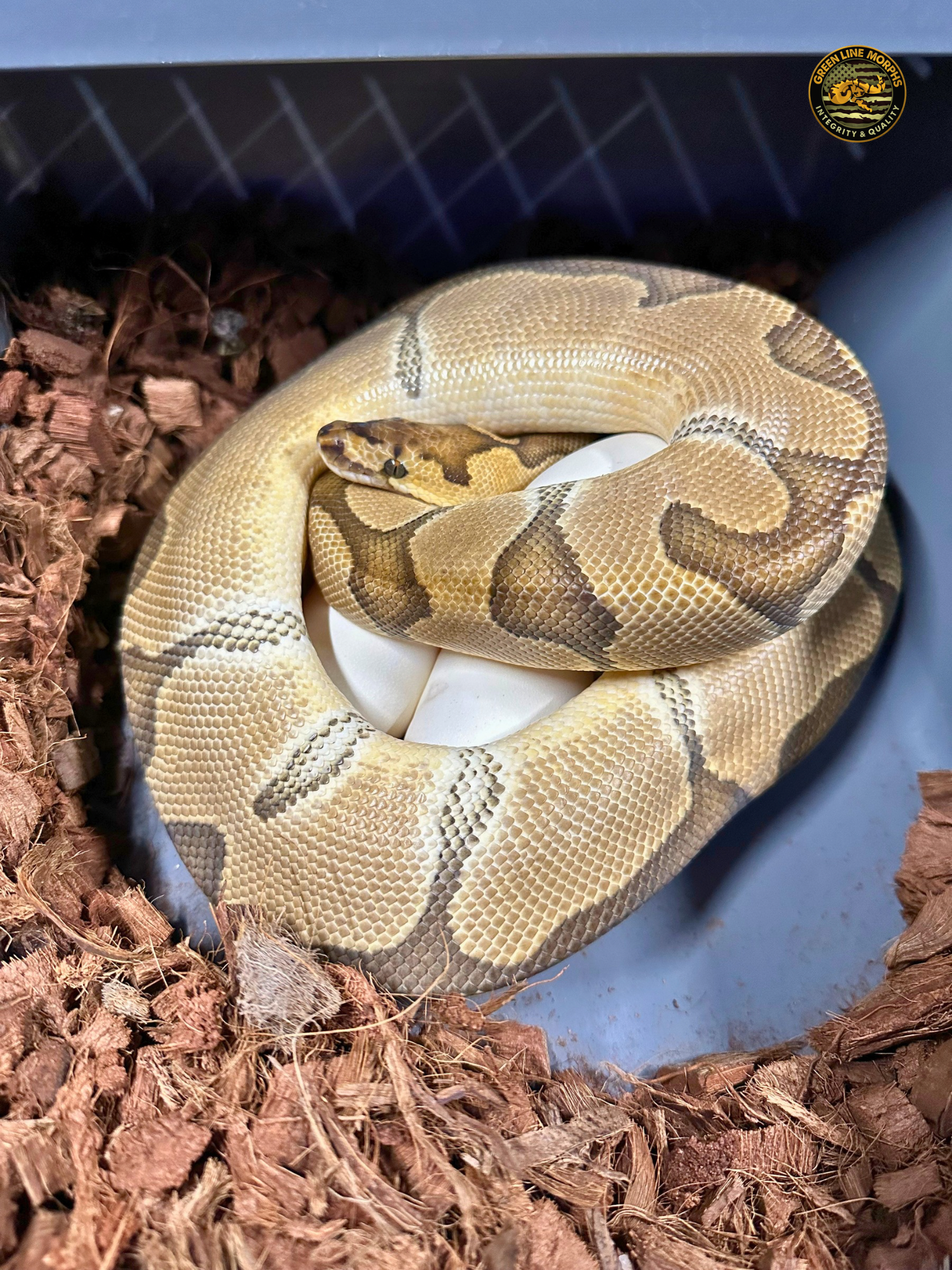 Dam on eggs: Enchi Clown coiled over her clutch