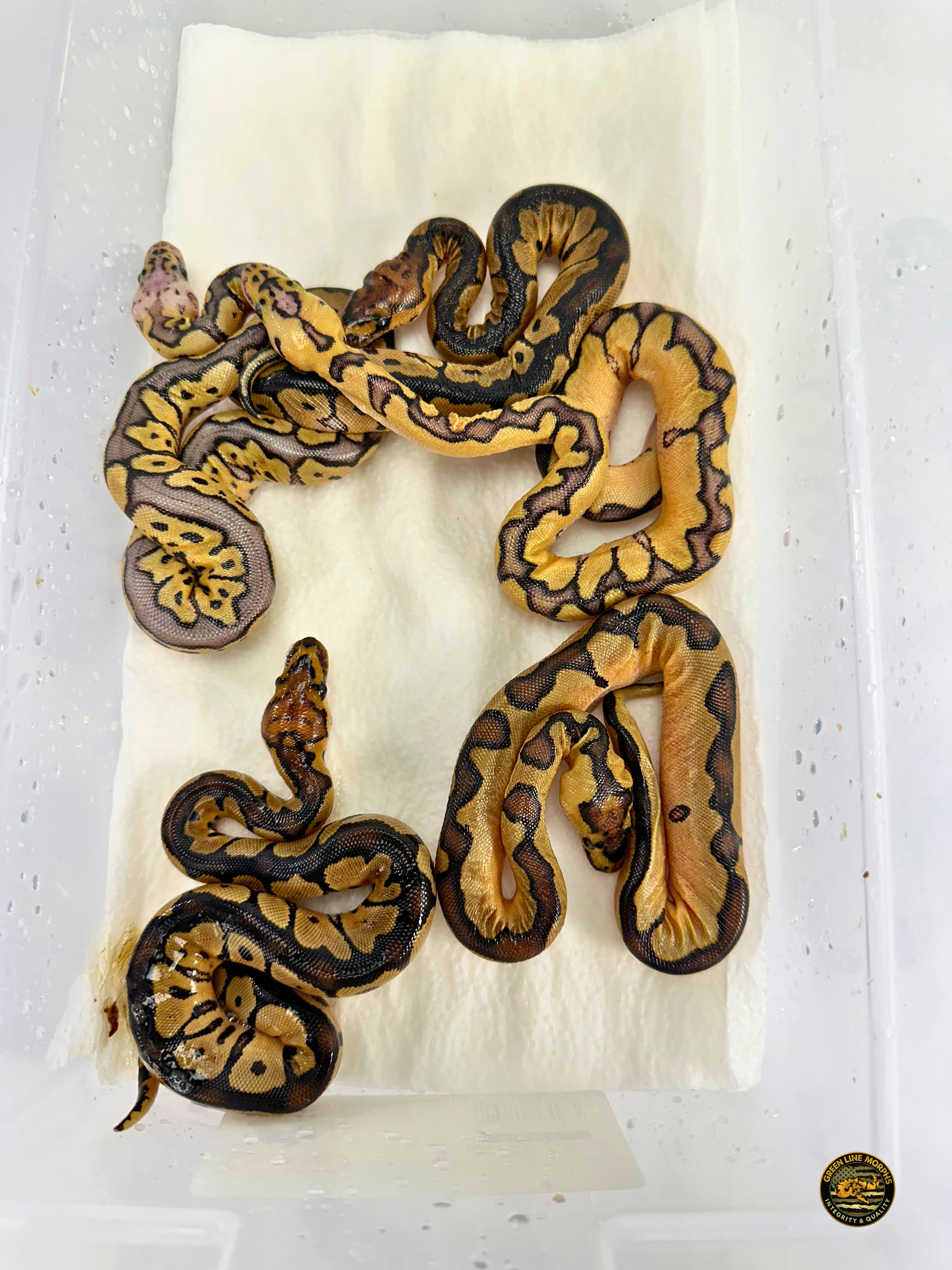 Clutch from Pastel Bang Clown × Enchi Clown — visual Clown hatchlings produced at Green Line Morphs