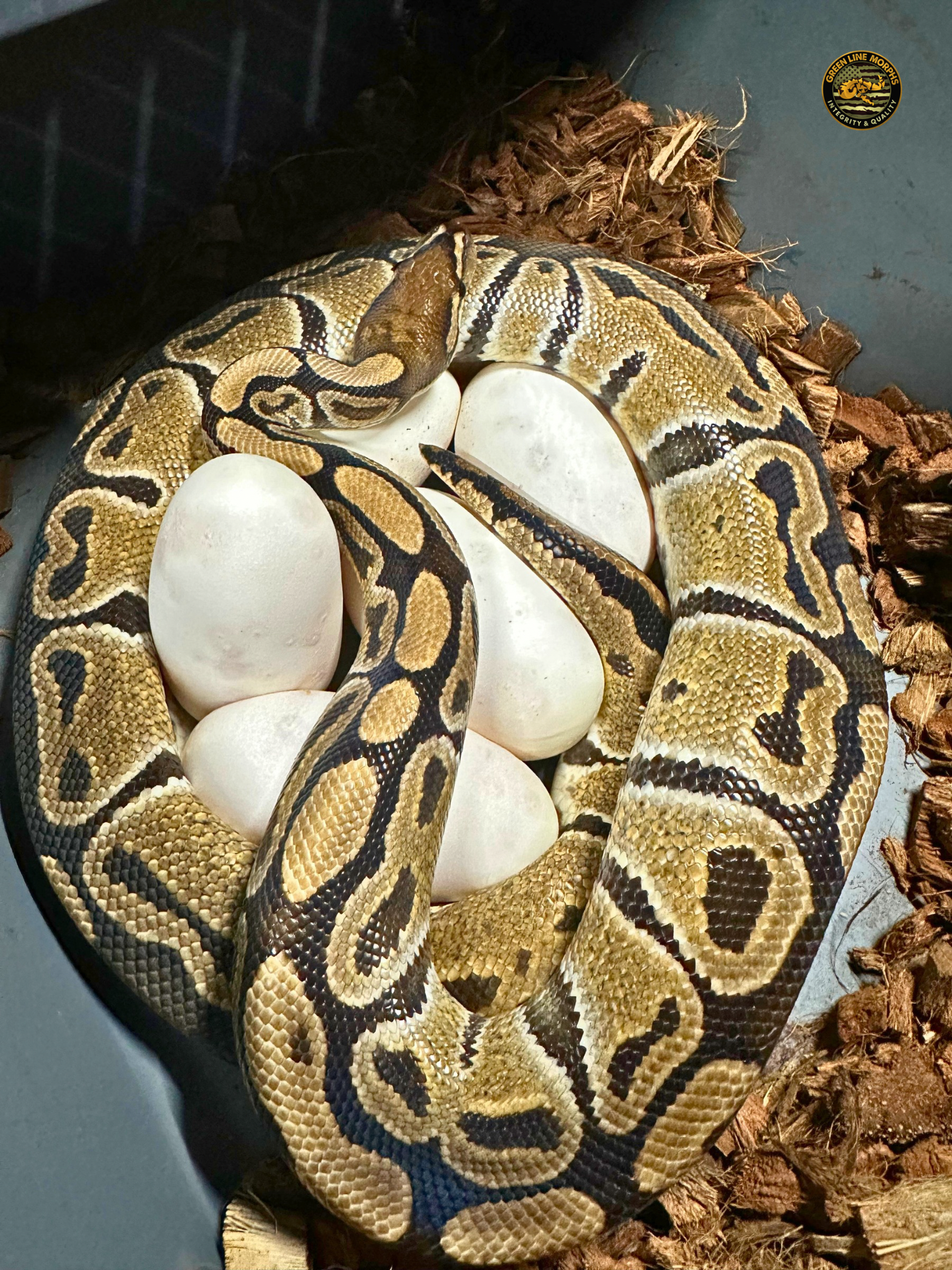 Dam on eggs: Hurricane Het Clown coiled over her clutch