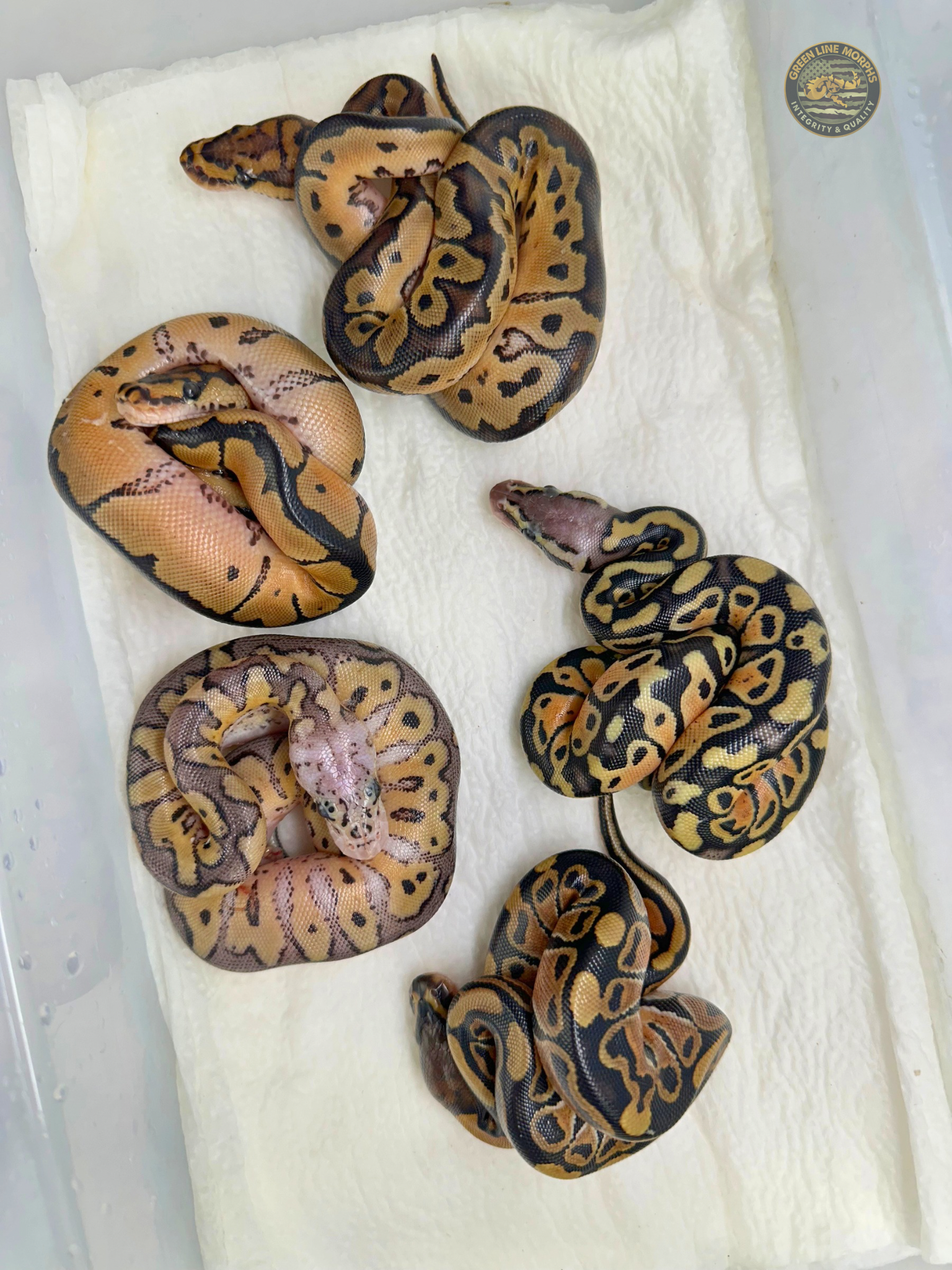 Clutch from Pastel Bang Clown × Hurricane Het Clown — hatchlings produced at Green Line Morphs
