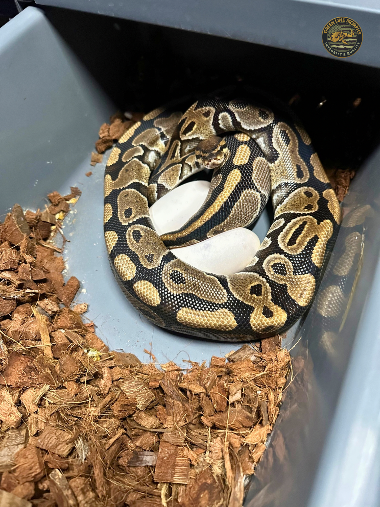 Dam on eggs: Double Het DG/Clown coiled over her clutch