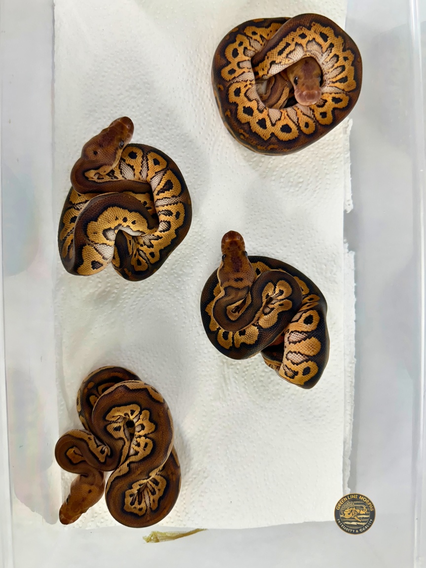 Clutch result: Black Pastel Red Stripe Clown × Spotnose Yellow Belly Clown offspring