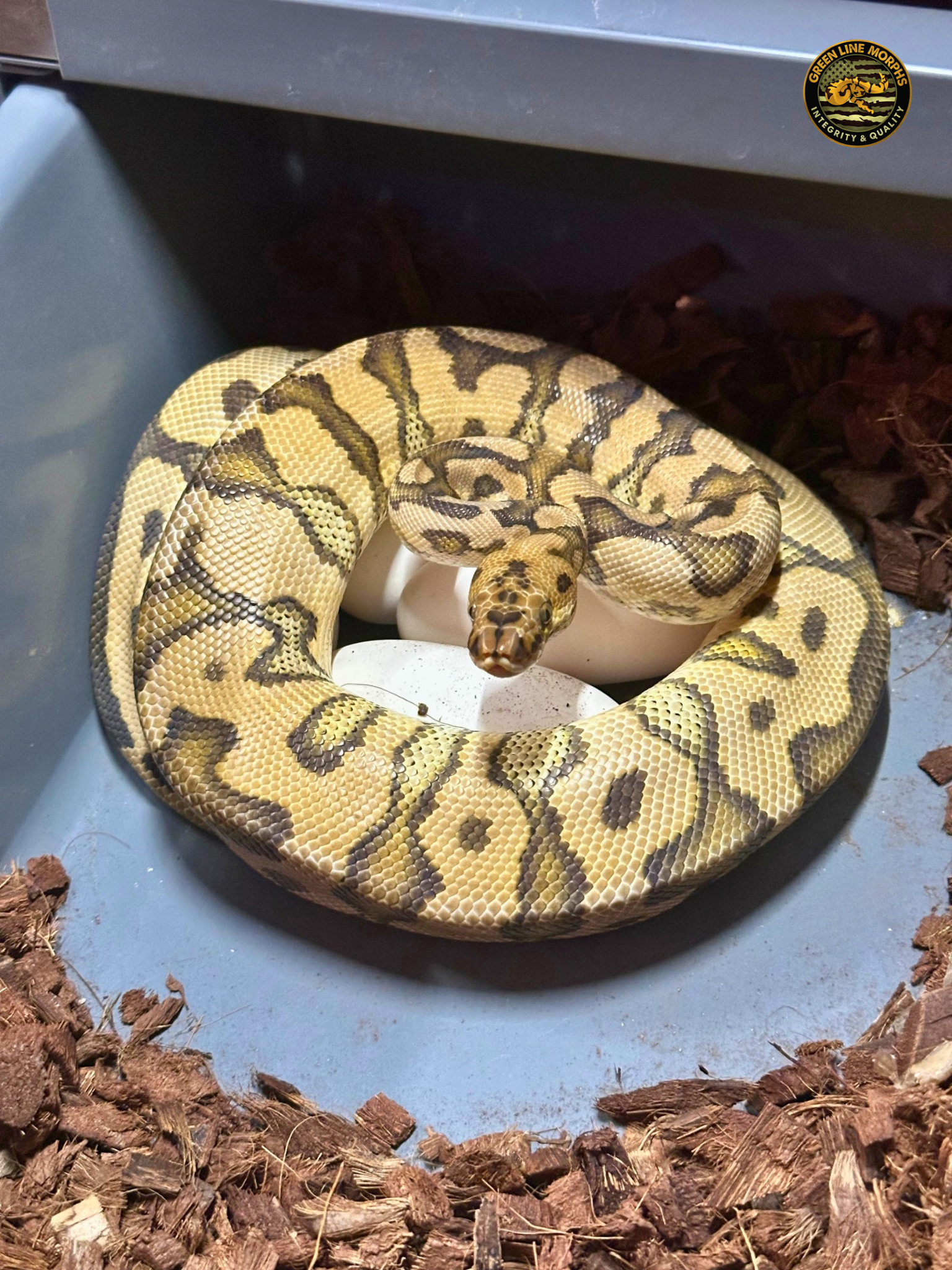 Dam on eggs: Spotnose Yellow Belly Clown coiled over her clutch
