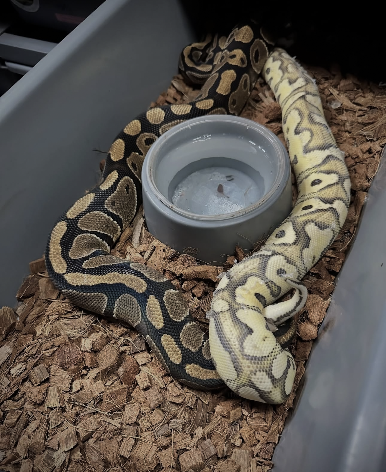 Sire and dam: Pastel Desert Ghost Clown × Double Het DG/Clown
